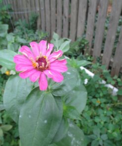 Monarch Butterfly Rescue Wildflower Seed Packet Bulk Open-Pollinated Wildflower, No Fillers, Annuals, Perennials and Milkweed Seeds for Monarch Butterfly1oz 50 71HvcaPa6qL