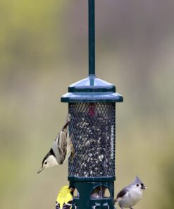 Squirrel Buster Standard Squirrel-proof Bird Feeder w/4 Metal Perches, 1.3-pound Seed Capacity, garden green 21 71I1Y8YrddL