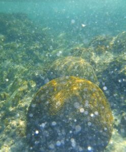 Fujifilm FinePix XP80 Waterproof Digital Camera with 2.7-Inch LCD (Yellow) Yellow 112 71I2N1CHqhL