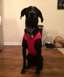 Kurgo Loft Dog Jacket, Reversible Dog Coat, Wear with Harness or Sweater, Water Resistant, Reflective, Winter Coat For Medium Dogs (Chili Red, M) Chili Red/Charcoal 39 71I38SBHdvL