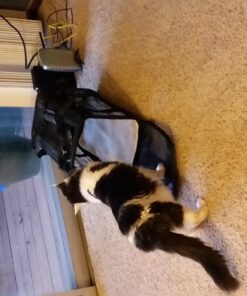 Amazon Basics Soft-Sided Mesh Pet Travel Carrier for Dog, Cat, Medium, 16.5"L x 9.4"W x 9.8"H, Black Without Wheels 53 71I47Z31meL