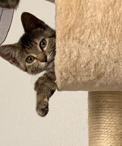 Go Pet Club Classic Cat Tree, Faux Fur Finish, Sisal Rope Scratcher, 62"H, Beige 44 71I4G frZ1L