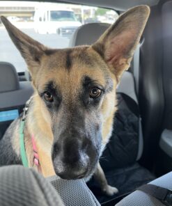 Paw Nectar Dog Paw Balm - Heals, Repairs & Restores Dry, Cracked & Damaged Paws - 100% Organic & Natural Cream Butter, Wax, Moisturizer & Protection for Dog Feet & Foot Pads - Effective & Safe - 2 Oz 37 71I4LDVgwL