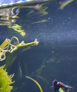 Jungle Vallisneria Rooted Plants 15-20 inches Tall - Easy Background Aquarium Plants 36 71I4efhhBAL