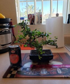 9GreenBox Chinese Elm Bonsai Tree Style 8 62 71I7LJdshL