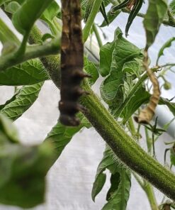 Monterey LG6332 Bacillus Thuringiensis (B.t.) Worm & Caterpillar Killer Insecticide/Pesticide Treatment Concentrate, 16 oz 1 pint (16 oz.) 30 71IDv1X5J L