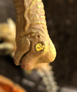 PREXTEX 5 PCS Jumbo Dinosaur Toys Figures Set - Realistic Toy Dinosaurs and Large Dinosaur Toy for Kids and Toddlers Dinosaur Set - Giant Dinosaur Toy 5 Pack - 11-14 Inch Assorted 33 71IH8UqeOlL