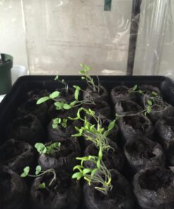 TeaDrops Organic All Purpose Plant Fertilizer – 16 Liquid Indoor House Plant Food Packets – Make up to 32 Gallons (Easy use in Watering Can & Containers, Ecofriendly) All Purpose Fertilizer 61 71IHLRsJ0L