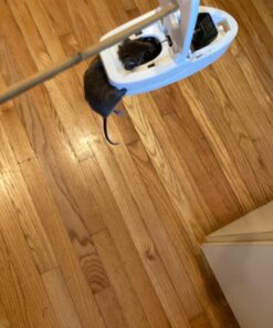 Tomcat Press 'N Set Mouse Trap, Plastic, Spring-Loaded Mouse Killer with Grab-Tab, 2 Traps Mouse Traps (2 Traps) 53 71IIYEl81uL