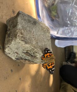 RESTCLOUD Insect and Butterfly Habitat Cage Terrarium Pop-up 23.6 Inches Tall White With Black 15.7 x 15.7 x 23.6 inches 37 71IJWUdsvL