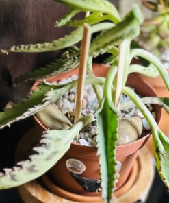 FATPLANTS 10 Living Succulent Cuttings 57 71IKMOQ9dgL