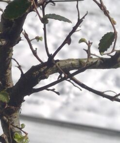 9GreenBox Chinese Elm Bonsai Tree Style 8 55 71INonOQ0SL