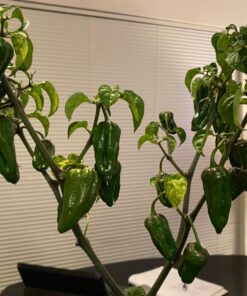 General Hydroponics MaxiGro Plant Food For Vigorous Growth, 2.2 lb 62 71INy4hWXaL