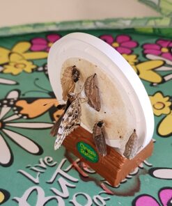 Insect Lore 5 Live Caterpillars Cup of Caterpillars Butterfly Kit Refill - Plus Butterfly Life Cycle Stages Toy Figurines - Shipped Now 60 71IOdYizM L