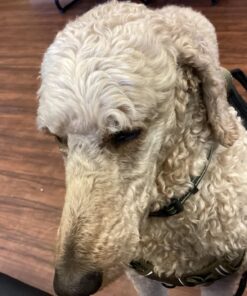 Pet 'n Shape Chik 'N Rice Dumbbells - All Natural Dog Treats, Chicken, 32 oz 2 Pound (Pack of 1) 35 71IR27r2RjL