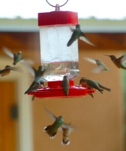 First Nature 3055 32-ounce Hummingbird Feeder 49 71IRauDDKvL
