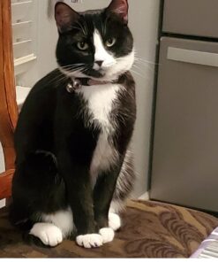 Purina Friskies Wet Cat Food, Shreds With Salmon in Sauce - (24) 5.5 oz. Cans 5.5 Ounce (Pack of 24) 36 71IS2ONvJL