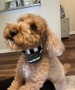 UPGRADED Q6 Rechargeable Bark Collar - Smart Barking Detection Module w/Triple Stop Anti-False Modes: Beep/Vibration/Shock for Small, Medium, Large Dogs & Breeds - IPx7 Waterproof (15-120 LBS) 34 71IWw73dQGL