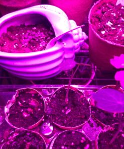 Seed Needs, Edible Wildflower Seed Packet Collection (7 Varieties of Flower Seed for Planting) Non-GMO & Untreated - Includes Viola, Pansies, Chives, Borage, Calendula, Nasturtium and Bee Balm 37 71IaDKAmypL