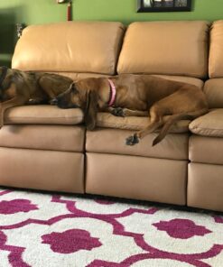 Rocco & Roxie Stain & Odor Eliminator for Strong Odor - Enzyme Pet Odor Eliminator for Home - Carpet Stain Remover for Cats and Dog Pee - Enzymatic Cat Urine Destroyer - Carpet Cleaner Spray 32 oz 31 71IbpF4t6UL 1