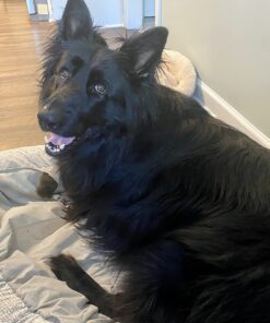 EBPP Stop the Chew 3X Strength Anti Chew Spray for Dogs - No Chew Spray for Puppies - Alcohol Free Dog Deterrent Spray - Bitter Spray for Dogs to Stop Chewing - Powerful No Chew Spray for Dogs - 8oz 40 71IcgRHnhEL