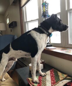 Dog Bark Collar - Stop Dogs Barking Fast! Safe Anti Barking Devices Training Control Collars, Small, Medium and Large pet deterrent. No shock, remote or citronella. Sound, vibration training device 41 71Id5lKdUyL