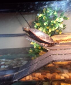 OASIS #64226 Turtle Ramp - Large 16-Inch by 11-Inch by 4-1/2-Inch, Black 40 71IdRM 64vL