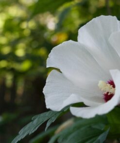 Nikon D3200 24.2 MP CMOS Digital SLR with 18-55mm f/3.5-5.6 Auto Focus-S DX VR NIKKOR Zoom Lens (Black) (OLD MODEL) Black w/ 18-55mm Base 56 71IexxdJPyL