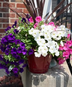 Scotts Super Bloom Water Soluble Plant Food, 2 lb - NPK 12-55-6 - Fertilizer for Outdoor Flowers, Fruiting Plants, Containers and Bed Areas - Feeds Plants Instantly 44 71IjBOrAML