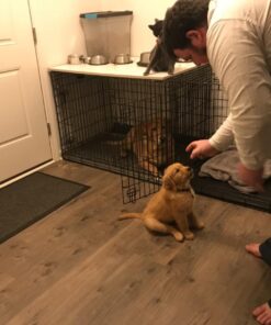 MidWest Homes for Pets Large Dog Crate | MidWest Life Stages Double Door Folding Metal Crate | Divider Panel, Floor Protecting Feet, Leak-Proof Pan | 42L x 28W x 31H Inches For Large Dog Breed 42.0"L x 28.0"W x 30.0"H Lifestages; Double Door 51 71ImFgYHiWL