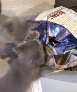 Blue Buffalo Cat Food, Natural Chicken Recipe, Wilderness High Protein, Adult Dry Cat Food, 12 lb bag 12 Pound (Pack of 1) 41 71IpGbk3f3L