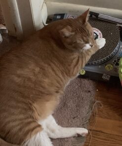 Suck UK Cat Scratcher ; Dj Cat Scratch Turntable ; Cardboard Cat House ; Cat Scratch Pad ; Cat Scratcher House & Cat Playhouse ; Novelty Interactive Cat Toys For Indoor Cats ; Funny Cat Accessories 34 71Ir5iZU6ML