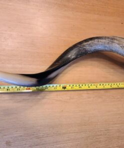 Half-Polished Finish Yemenite Kudu Horn Shofar 20"-22" 19 71IrSaPyZoL