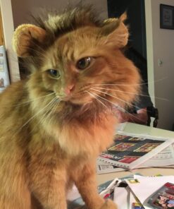 Pet Krewe Cat Lion Mane Halloween Costume – Fits Neck Size 8”-14 - Lion Costume for Small Cats and Kittens – Ideal for Halloween, Cat Birthday, Cat Cosplay, Cat Outfits, Pet Clothes One size fits all 40 71IsLBSTPpL