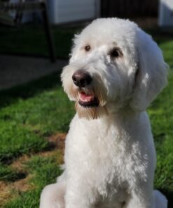 Epica Ironing Board Cover and Pad - Standard Size 15x54 Padded Ironing Board Covers, Heat Reflective Coating, Elastic Edge, Thick Pads, Scorch & Stain Resistant Iron Board Cover with Padding Grey Gray 55 71IsNYtLhuL