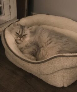 Royal Canin Persian Breed Adult Dry Cat Food, 7 lb bag 7 Pound (Pack of 1) 44 71IsrzTBKvL