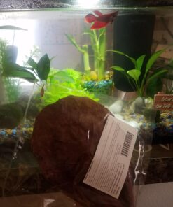 SunGrow Betta Leaves, 8”, 10 Pcs Beneficial Large Catappa Indian Almond Leaves for Overall Development in Fish Tank Aquarium, Water Conditioner Leaves Lower pH Large (8", 10 pack) 40 71ItSbYbSJL