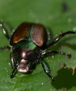 Meike MK-S-AF3B Auto Focus Extension Tube 10mm 16mm For Sony A7 A7M2 NEX 3 NEX 5 NEX 6 A6600 A5000 A6000 A6100 A6300 A6400 A6500 A9 46 71IxxYomwDL