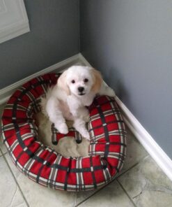 GREENIES Weight Management TEENIE Natural Dog Dental Care Chews Weight Control Dog Treats, 27 oz. Pack (96 Treats) 59 71J q8jHY8L