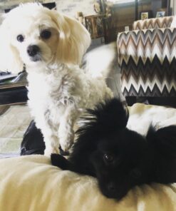 Activate II Flea and Tick Prevention for Dogs | 4 Count | Small Dogs 4-10 lbs | Topical Drops | 4 Months Flea Treatment 44 71J1iXKFaFL