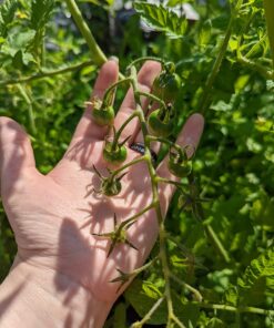 Burpee Super Sweet 100' Hybrid Cherry Tomato, 50 Seeds 23 71J3A6L02KL
