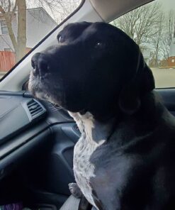 Nutramax Proviable Digestive Health Supplement Multi-Strain Probiotics and Prebiotics for Cats and Dogs - with 7 Strains of Bacteria, 80 Capsules 80 Count 43 71J4roQIXeL