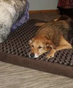 Furhaven Orthopedic Dog Bed for Large Dogs w/ Removable Washable Cover, For Dogs Up to 95 lbs - Ultra Plush Faux Fur & Suede Mattress - Chocolate, Jumbo/XL Ultra Plush Curly Faux Fur (Chocolate) 40.0"L x 32.0"W x 4.0"Th Orthopedic Foam 40 71J5Zl8wqKL 1