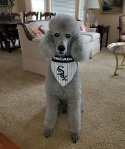 Proden PlaqueOff Dental Care for Dogs and Cats, 180gm 51 71J84d 5FUL