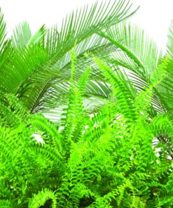 Jobe’s 05101, Fertilizer Spikes, For Fern & Palm, 30 Spikes 19 71JAUFNWZmL