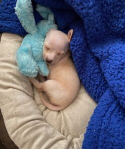 HONEY CARE All-Absorb, X-Large 28" x 34", 40 Count, Dog and Puppy Training Pads, Ultra Absorbent and Odor Eliminating, Leak-Proof 5-Layer Potty Training Pads with Quick-Dry Surface, Blue 29 71JAtKMgPL