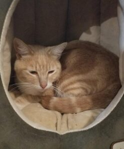 Armarkat Cat Bed, Laurel Green and Beige 39 71JBI6UzZFL