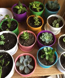 Shop Succulents | Assorted Collection of Live Succulent Plants, Hand Selected Variety Pack of Mini Succulents | | Collection of 5 in 2" pots 18 71JDVXj6XL