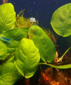 Blue Velvet Shrimp - Live Shrimp for Freshwater Aquariums or Tanks - Live Arrival Guarantee (10 Shrimp) 10 Shrimp 31 71JFlBfBT3L
