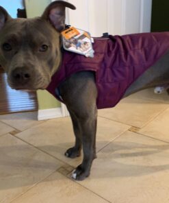 Kurgo Loft Dog Jacket, Reversible Dog Coat, Wear with Harness or Sweater, Water Resistant, Reflective, Winter Coat For Large Dogs (Coastal Blue, XL) Extra Large Coastal Blue/Orange 58 71JHypcrMoL